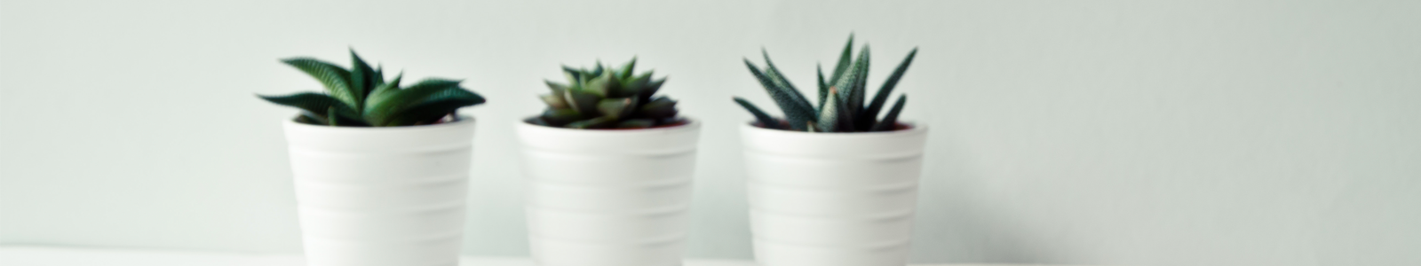 Three Succulents